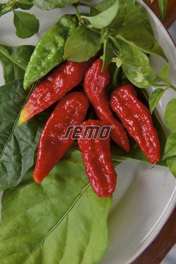 Paprika štipľavá NAGA MORICH 15 s. SEMO - Image 2