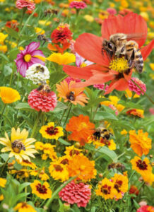 Kvetinová Zmes pre Včely 3g MoravoSeed