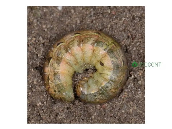 Larva siatice