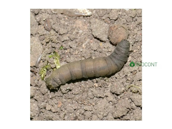 Larva tipule