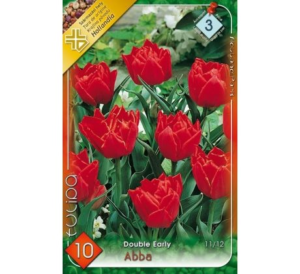 Tulipán Double Early Abba