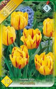 Tulipán Double Early Monsella