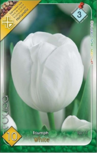 Tulipán Triumph White